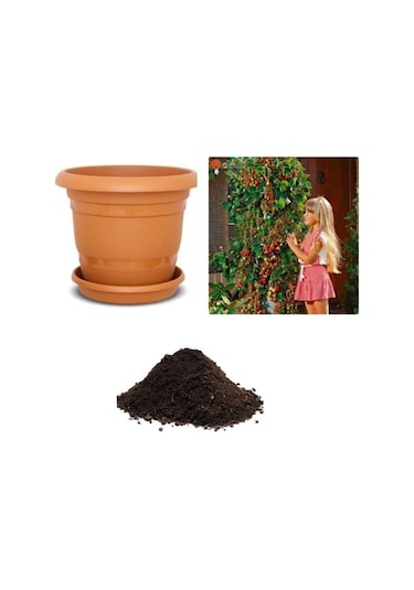 Alman Çilek Ağacı Tohumu Ekim Seti