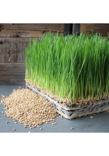 %100 Doğal Kedi Çimi Tohumu Karışımı - Arpa, Buğday, Yulaf 500 Gram