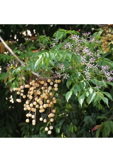 Tüplü Tesbih Ağacı Fidanı - Bahçenizde Zarafet Ve Gölge