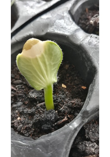 Biohumus Organik Gübre 1750 ML