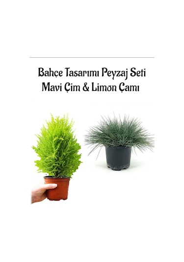 Mavi Çim 1 Adet Saksılı 10-20cm +limon Çamı 30-60cm 1adet Bahçe Seti