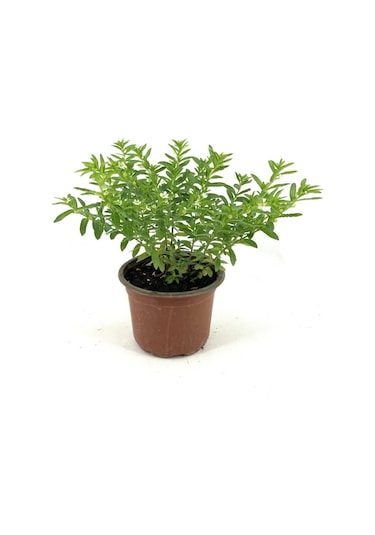 Kufeya Beyaz Çiçekli 20-25 Cm