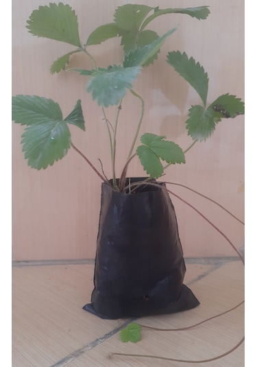 Karadeniz Yabani Dağ Çileği Fidesi Saksıda 1 Adet 10-20 CM