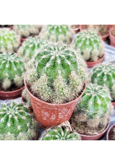 Top Kaktüs 5.5 Cm Saksıda