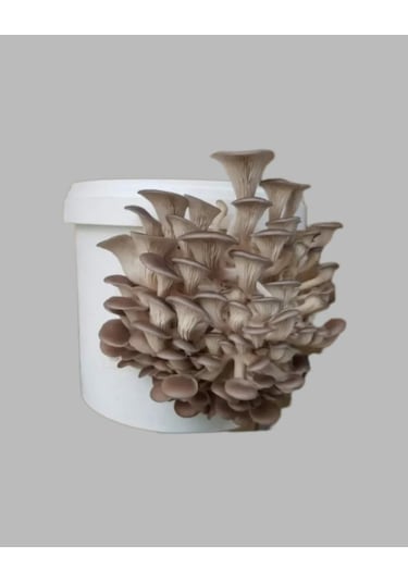 1 Adet Kovada İstiridye Kavak Kayın Mantarı Yetiştirme Deneme Kiti 1 Adet