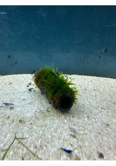 Canlıpetshop Y-moss Sarılı Tüp Tekli Karides Üretim Tüpü Yuvası ve Akvaryum Dekoru