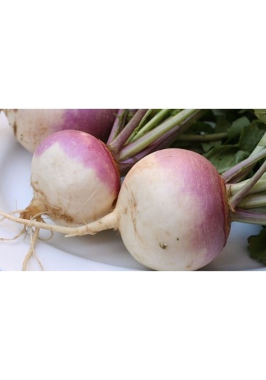 Eko Paket Şalgam Turpu Tohumu Turp Tohumu 150 Adet Tohum