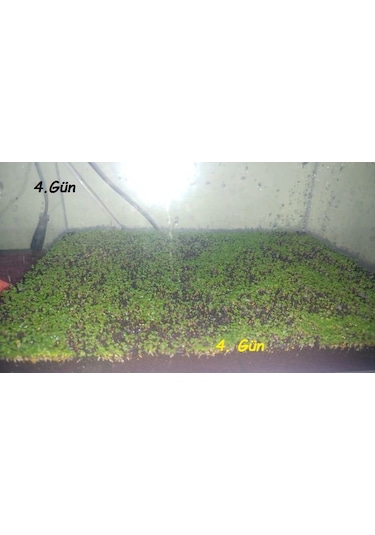 Akvaryum Bitkisi Canlı Su yoncası 5.000++ Adet Tohum