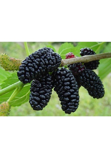 Karadut Tohumu Dev Karadut Tohumu 5 Adet Tohum