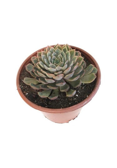 Özel Cins İthal Anaç Sukulent 18 'lik Saksıda
