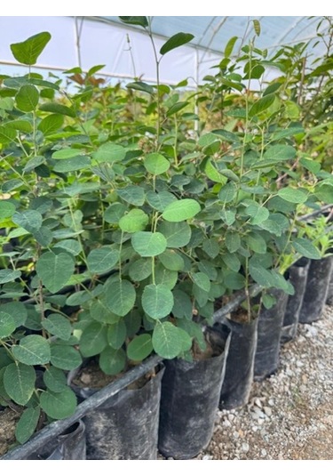 3 Yaş Tüplü Saskatoon Berry Northline 80-100 Cm