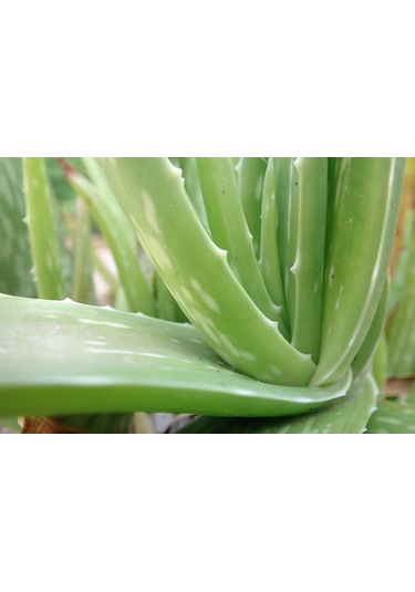 Aleo Vera Tohumu Ekim Seti 5 Tohum Aleovera Tohumu +Saksı+Toprak