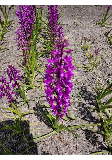 Dogal Salep Fidanı 25 Adet