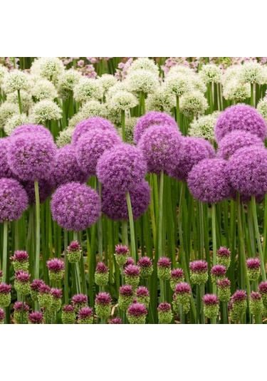 Allium Çiçeği Tohumu Mor Renk 5 Adet Tohum