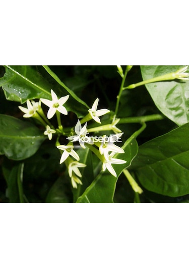 Melisa-Parfüm Çalısı-Gece Yasemini