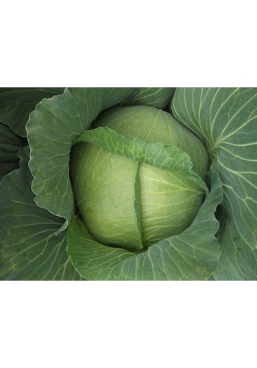 Green Line Yalova1 Lahana Tohumu 10gr