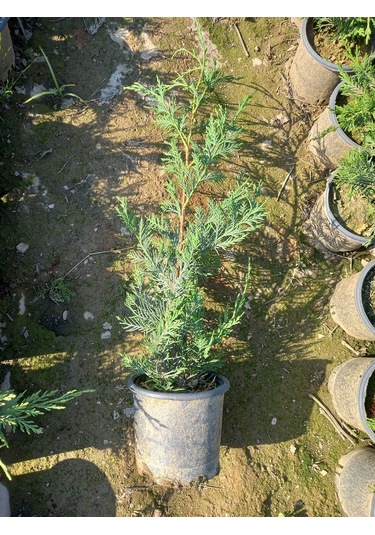 10 Adet Leylandi, Saksılı 70 cm Üzeri (Çit Çamı)