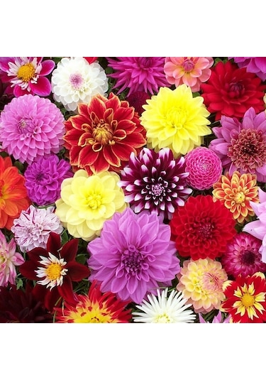 30 Adet Karışık Renkli Dahlia Yıldız Çiçeği Tohumu