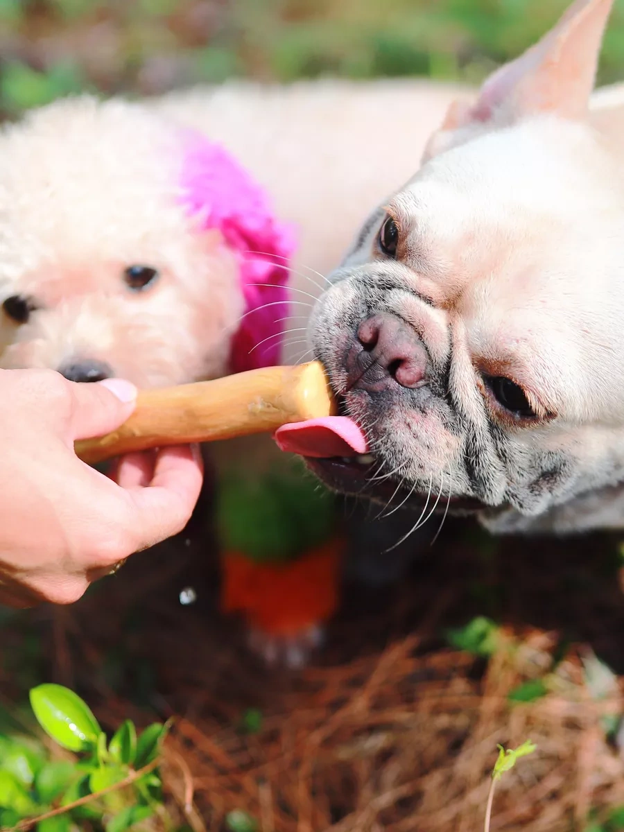 Coffee Wood Kahve Ağacı Çubuk S 103753781