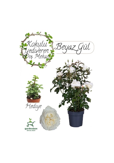 Mis Kokulu Canlı Beyaz Renk Gül 30-40cm+ Yeşim Çiçeği Hediye