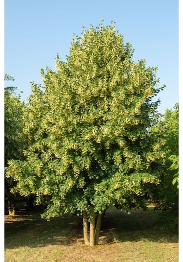 Ihlamur Fidanı 80-100 Cm Boyunda, Hoş Kokulu Ağaç Fidanı