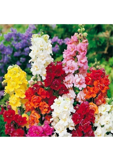 Nadir Ithal Bocca Çiçeği Tohumu Çiçek Tohumu 10 Tohum