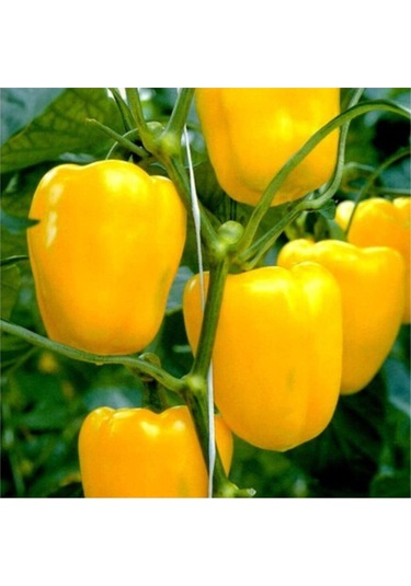 İthal Nadir Dev Sarı Dolmalık Biber Tohumu 5 Adet Tohum