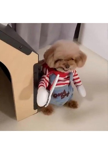 Küçük Köpekler İçin Cadılar Bayramı Kostümü - Özel Günler İçin Şe