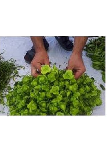 20 Adet Tohum Acı Süs Gül Biberi Nadir Tohumu Süs Biberi Tohumu