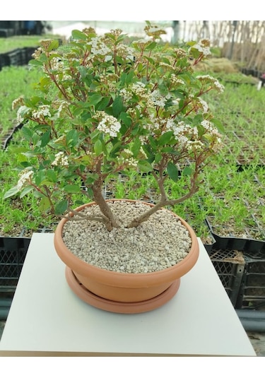 Bonsai Tinus Kartopu - Çiçek Açan Bonsai 7 Yaşında