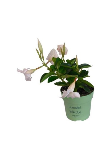 Mandavilla / Sandavilla Çiçeği Beyaz Renk