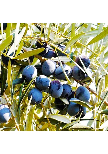 Fidan & Peyzaj - Gemlik Zeytin Fidanı