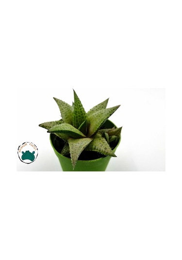 Haworthia Venosa 'Tessellata' (Sukulent) Ø5,5 CM Y0-10 CM
