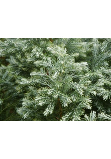 Boulevard Savara Yer Örtücü Yalancı Servi Fidanı 1-2 Yaş Arası