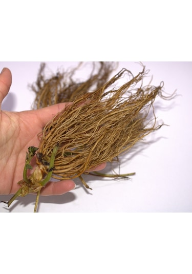 Sweet Charlie Çilek Fidesi 100 Adet Yediveren Çilek Fide Açık Kök