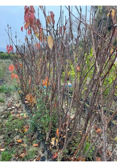 Tüplü 4 Yaş Regina Kiraz Fidanı Boy 150-180 Cm