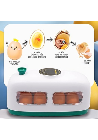 Altın Kuluçka-wonegg 8'li Mini Kuluçka Makinesi