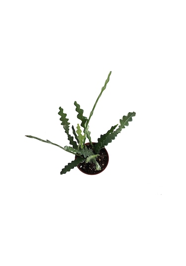 Epiphyllum Anguliger (Atlas Çiçeği) Ø8,5 CM Y15-20 CM