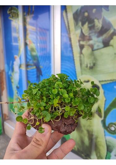Dichondra Repens "Kayaya Tutturulmuş"
