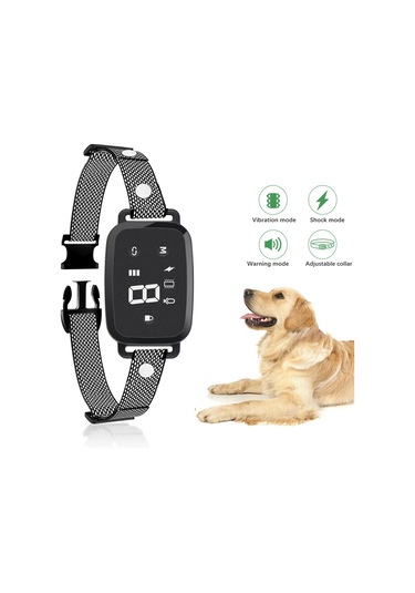 Homyl İç Mekan Oturma Odasında Çalıştırmak Için Köpek