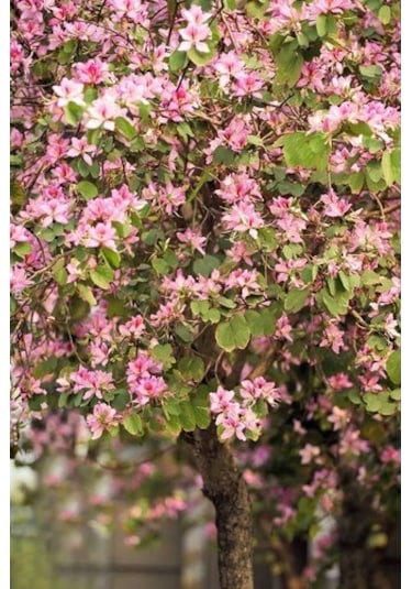 Orkide Ağacı Tohumu[5 Adet Tohum]