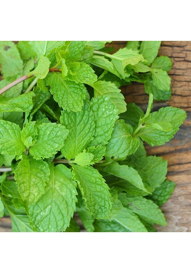 Bykurt Sunagri Nane Tohumu - Aromatik, Tıbbi Özellikli, Çok Yıllık, Kolay Yetiştirilir 100 Adet