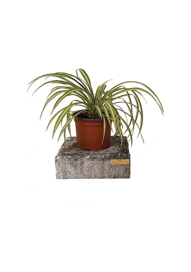 Variegatum Chlorophytum Comosum Kurdele Çiçeği 10-20 Cm