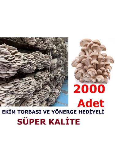 2000 Adet İstiridye Kavak Kayın Yaprak Mantarı Tohumu Ve Ekim Poşetleri 1 Adet