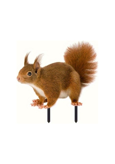 Büyüleyici Sincap Yığını