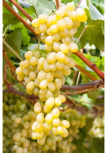 K-7 Çekirdeksiz Yeşil-sarı Üzüm Fidanı 1-2 Yaş Arası Tüplü