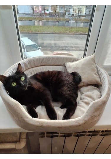 Evcil Hayvanlar İçin Yatak 286737981