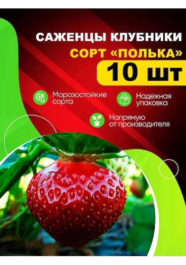 Flora-market Çilek Fidanı "polka" 10'lu Paket 211084871
