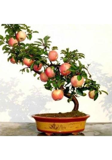 Bodur Elma Bonzai Ağacı Tohumu 5 Adet Tohum Bonsai Ağacı Tohumu