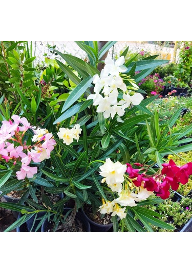 Zakkum Çiçeği Nerium Oleander - Renkli Ve Dayanıklı Çiçekli Bitki